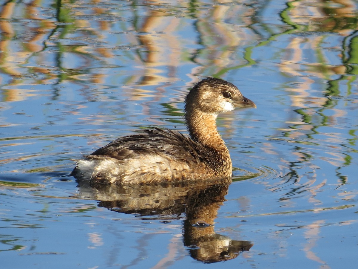טבלן עקוד-מקור - ML646884200