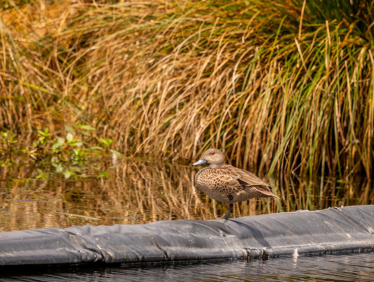 Gray Teal - ML646884201