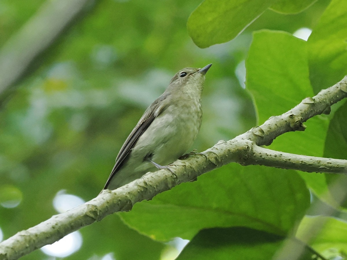 Ficedula sp. - ML646884202