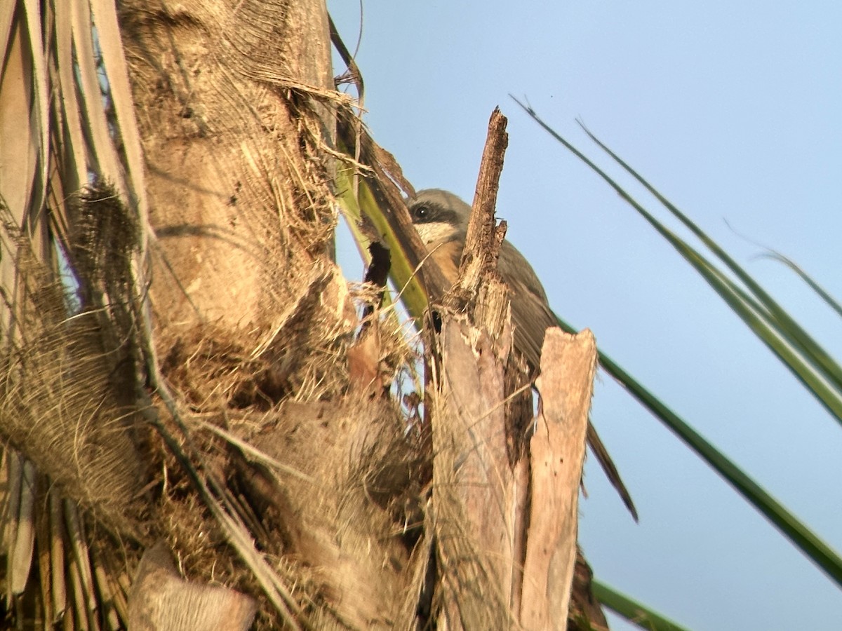 Gray-backed Shrike - ML646884203