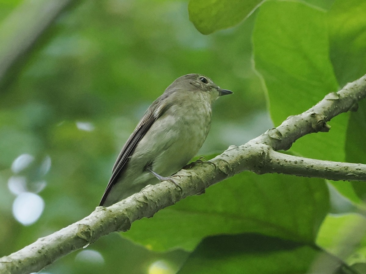 Ficedula sp. - ML646884204