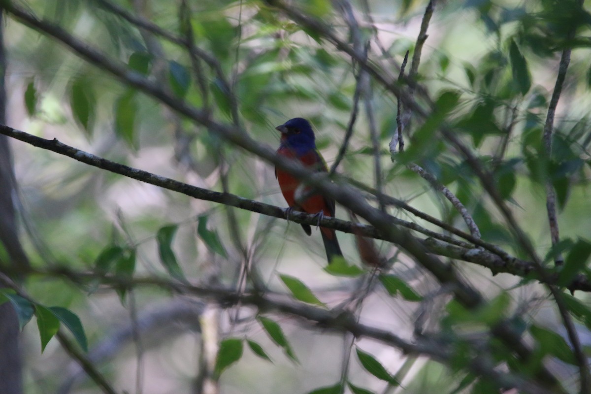Painted Bunting - ML646884205