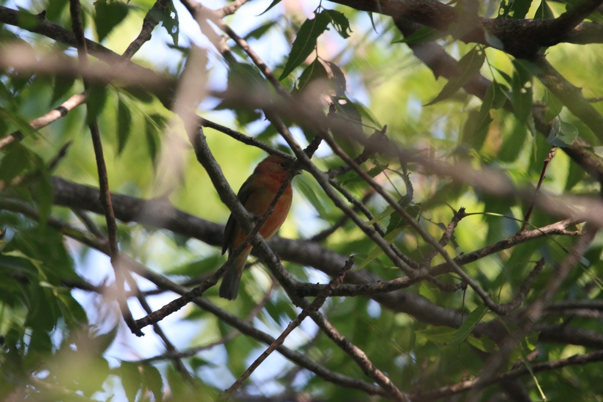 Painted Bunting - ML646884206
