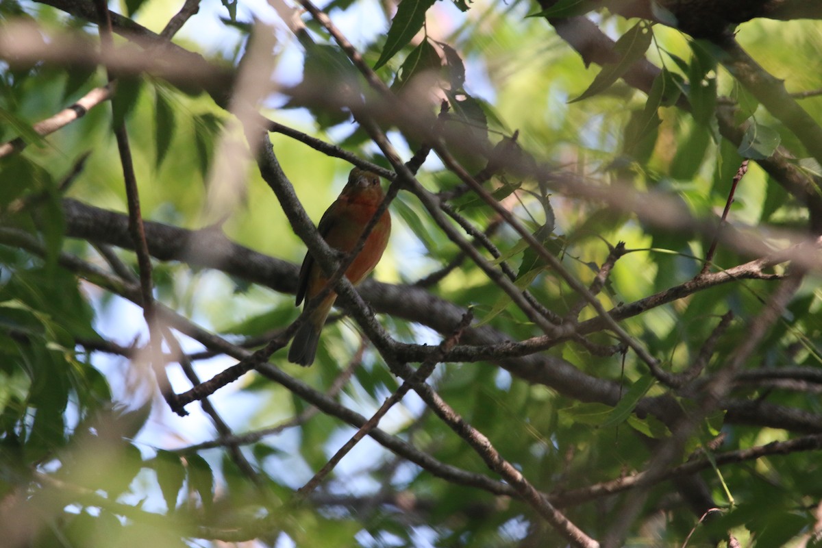 Painted Bunting - ML646884207