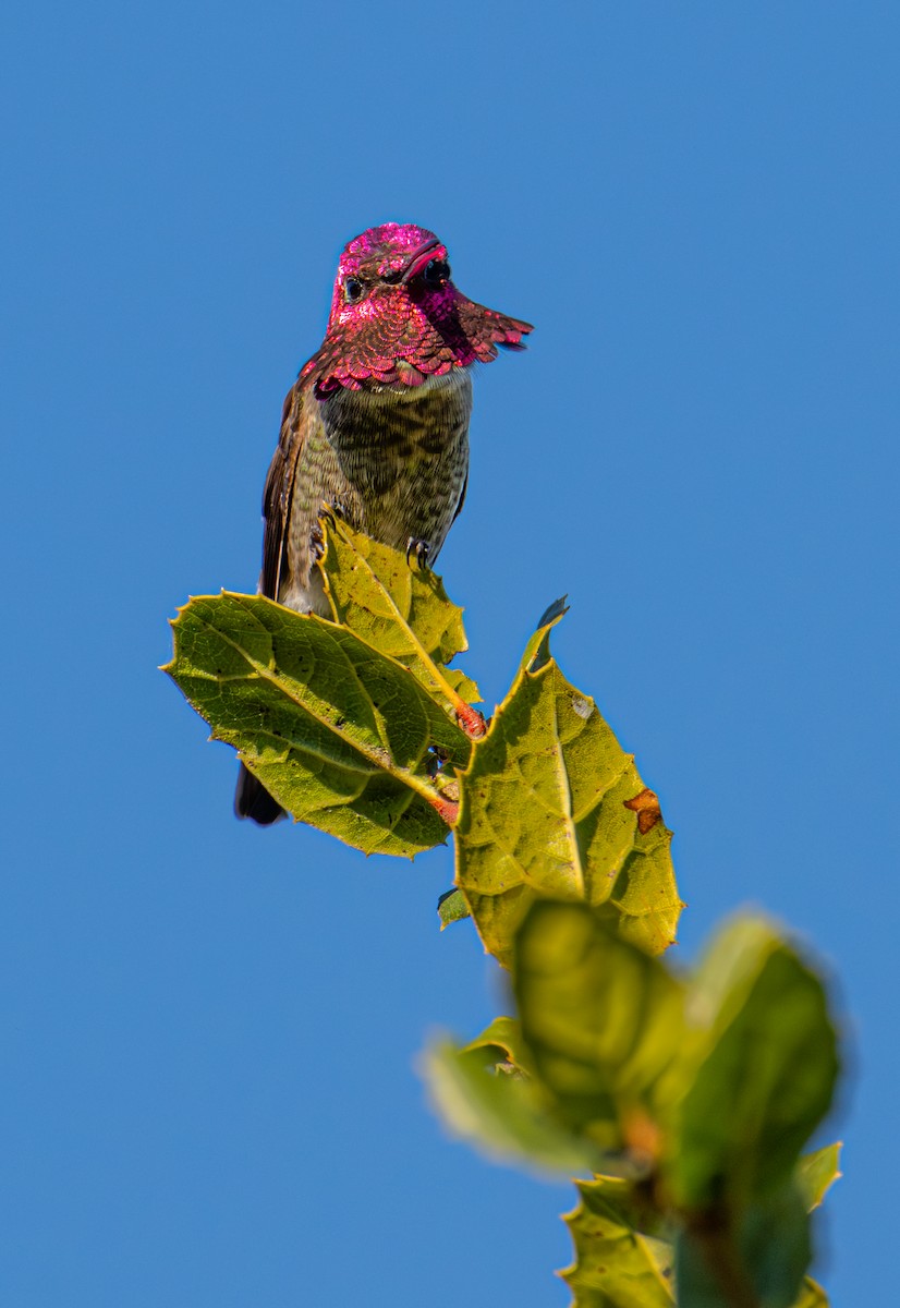 Anna's Hummingbird - ML646884208