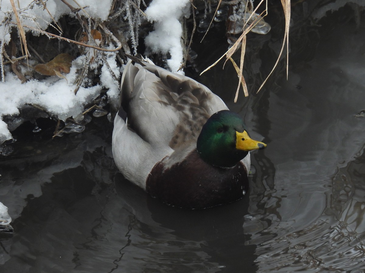 ברכיה - ML646884209