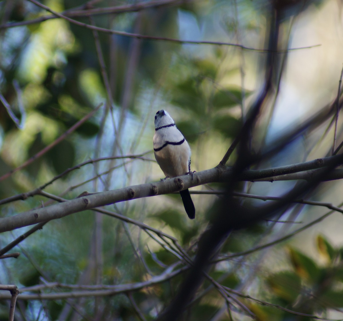 Double-barred Finch - ML64688421