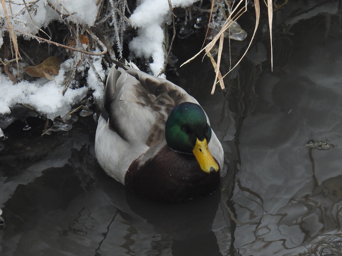 ברכיה - ML646884210