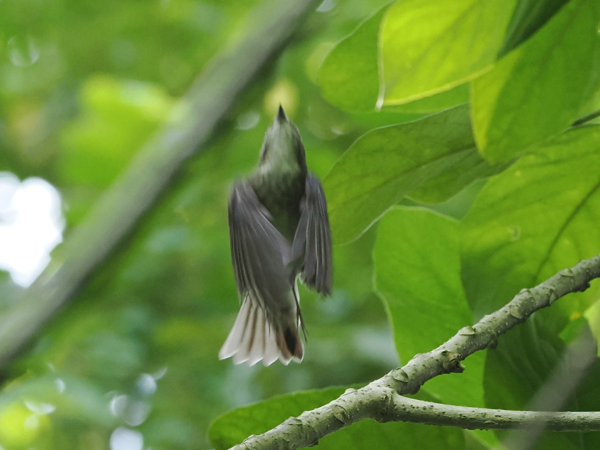 Ficedula sp. - ML646884211