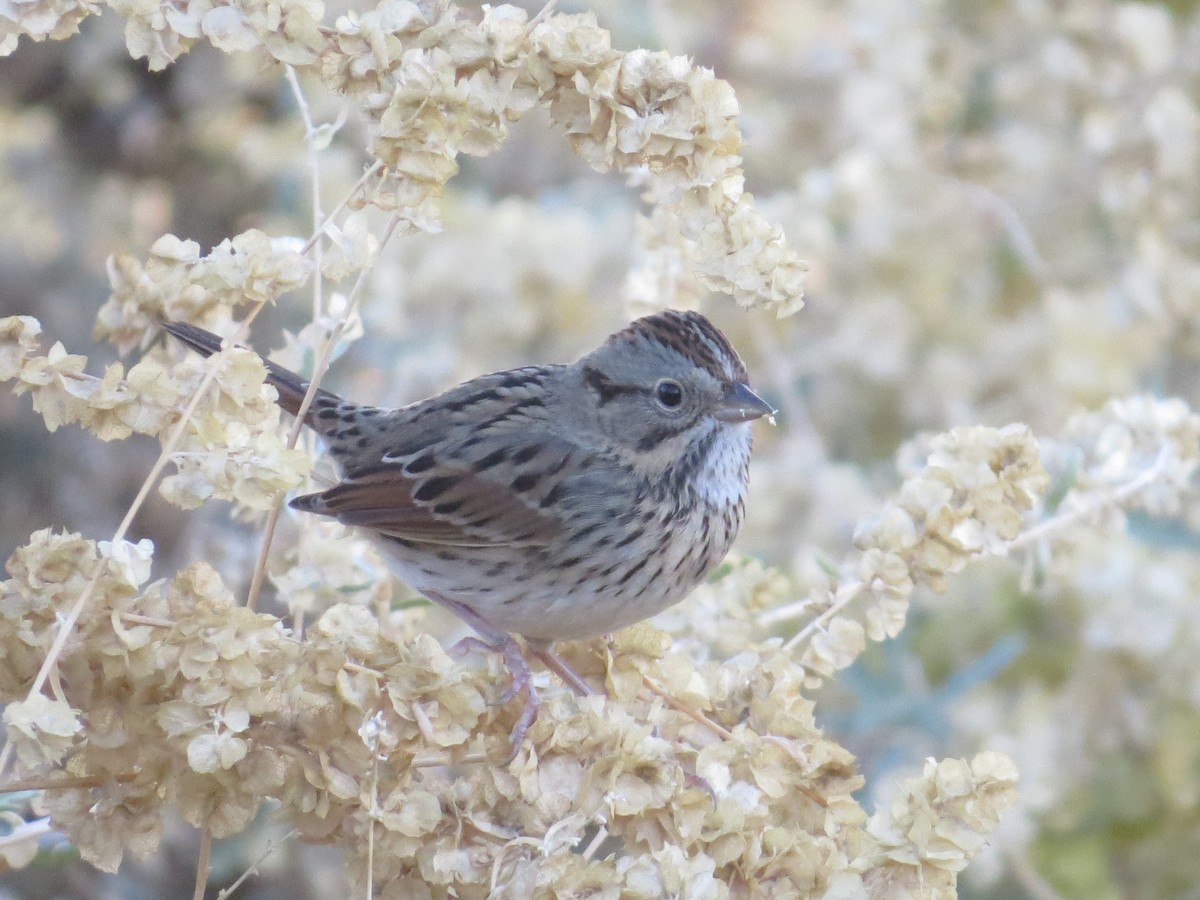 Lincoln's Sparrow - ML646884212