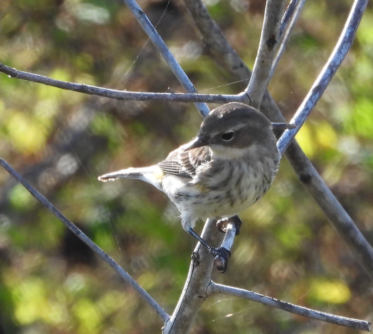 סבכון הכתר - ML646884213