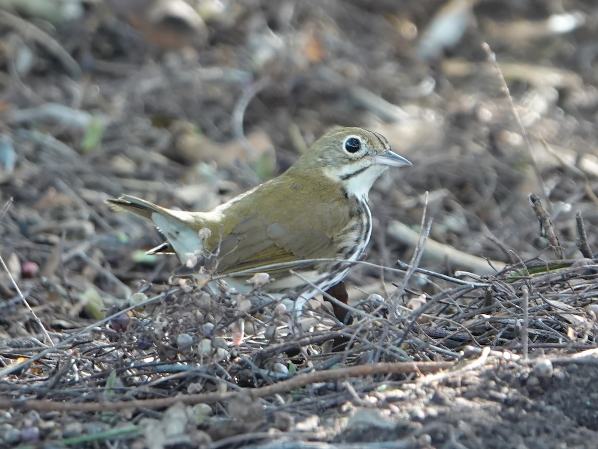 נחלית זהובת-כיפה - ML646884214