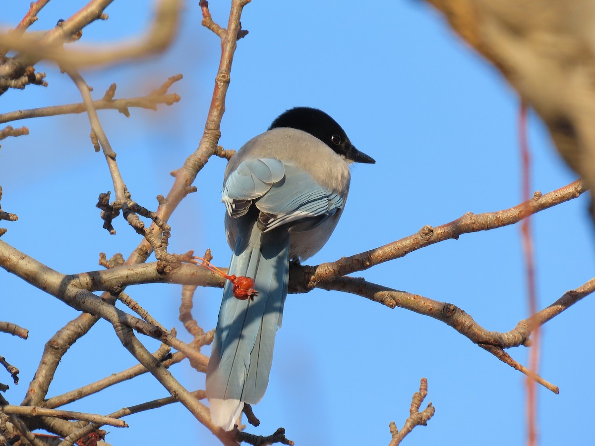 Azure-winged Magpie - ML646884215