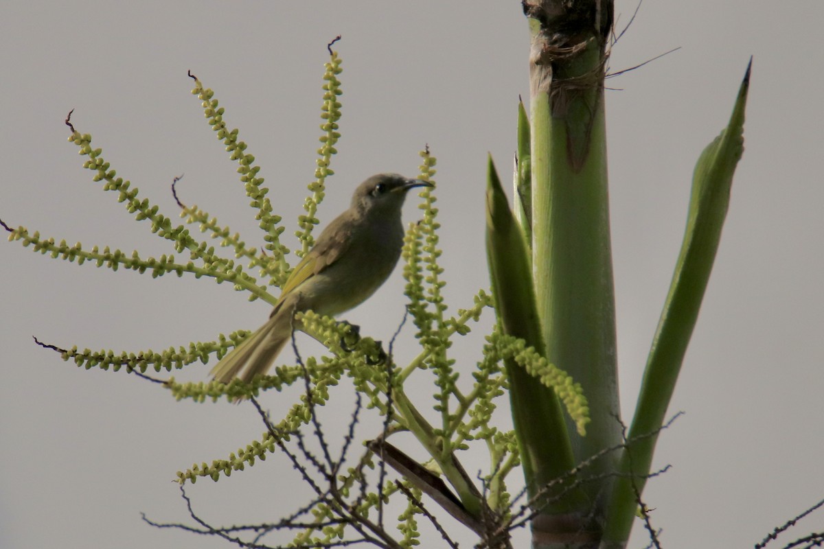 Gray-eared Honeyeater - ML646884217