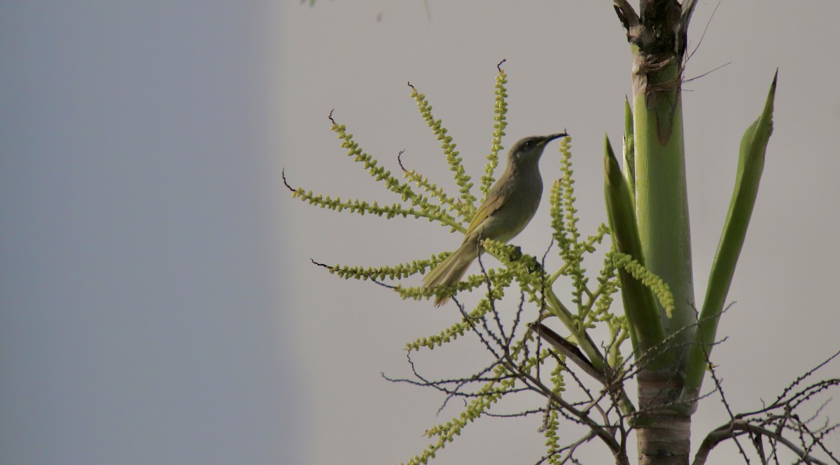 Gray-eared Honeyeater - ML646884219