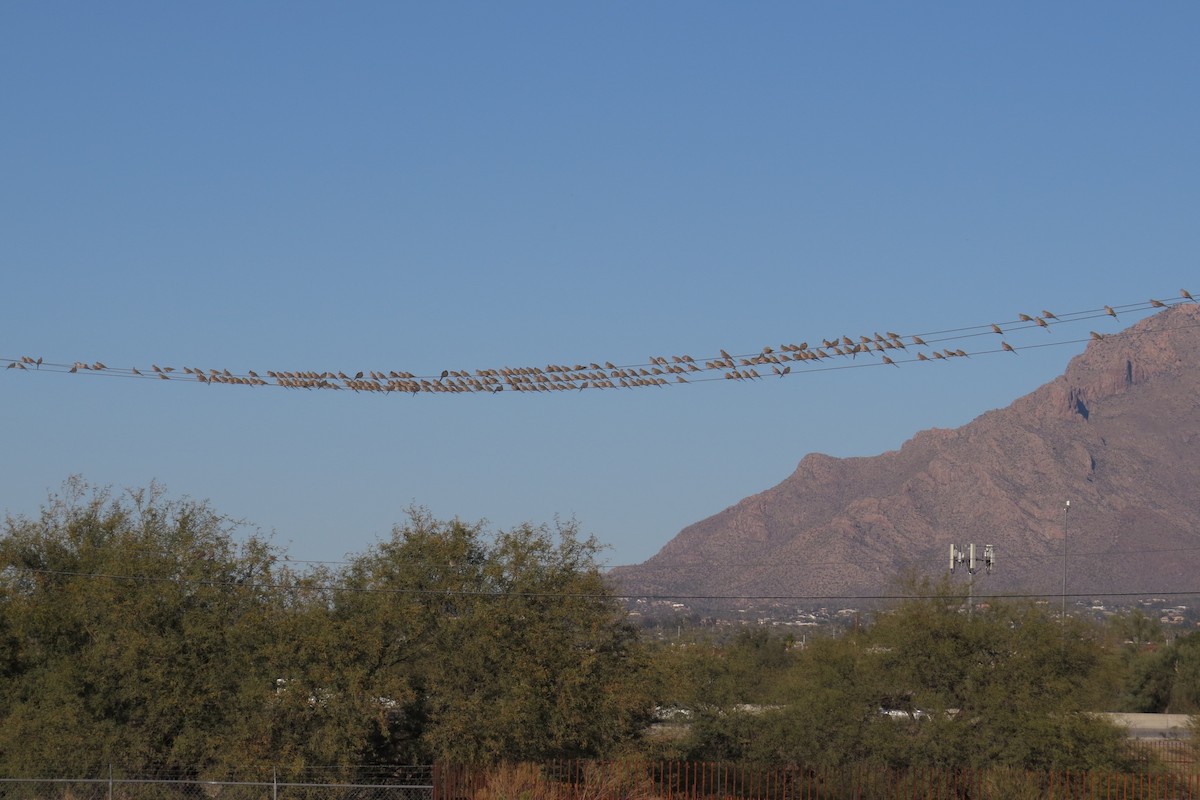 תורית אמריקנית - ML646884222