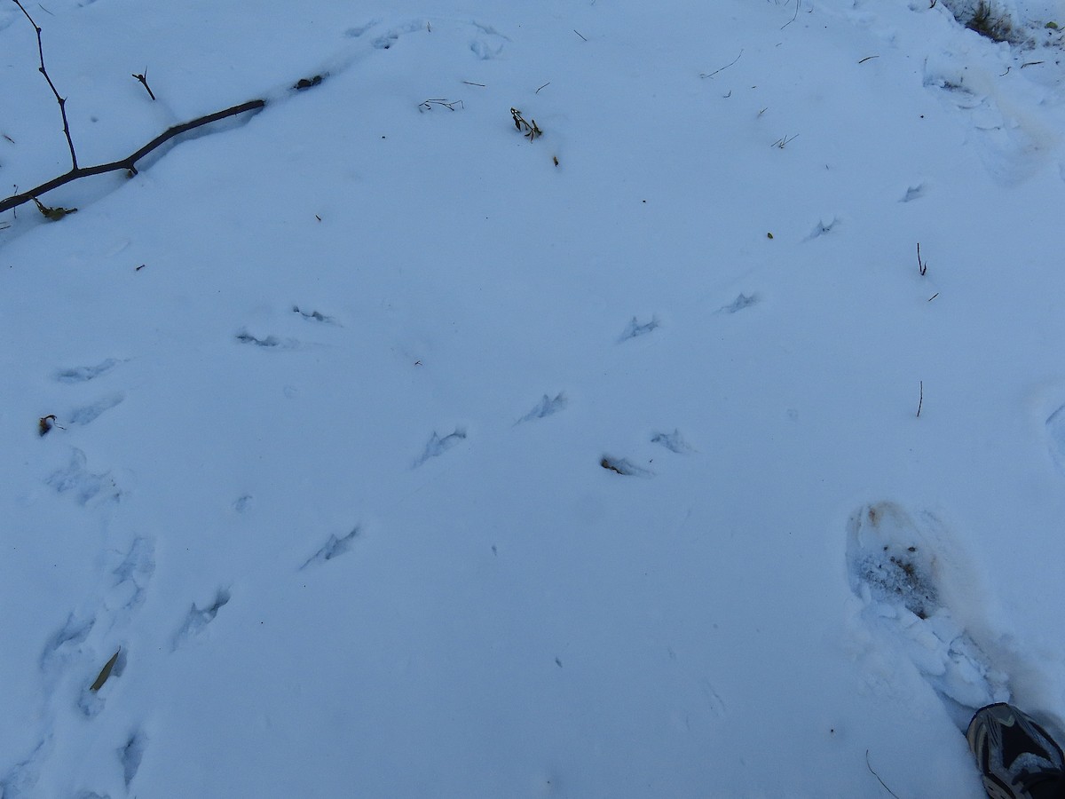 Oriental Magpie - ML646884223