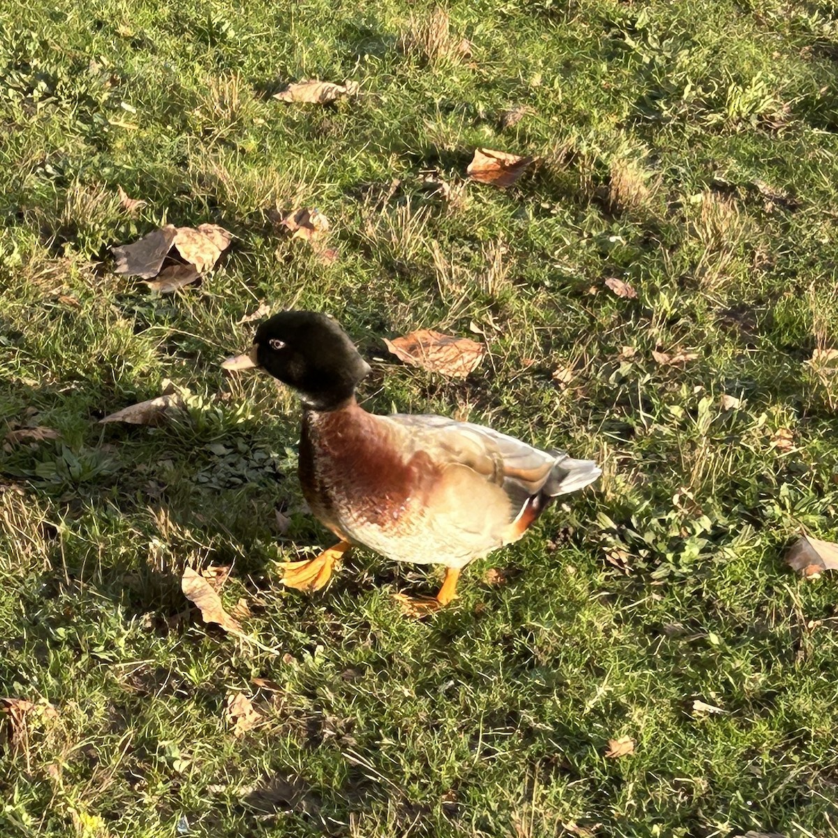 Wood Duck x Mallard (hybrid) - ML646884224