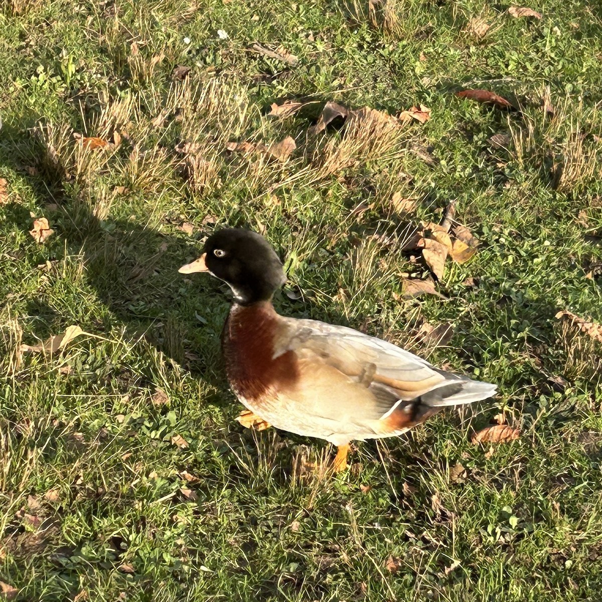 Wood Duck x Mallard (hybrid) - ML646884225