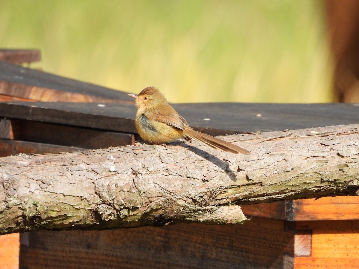 Plain Prinia - ML646884226