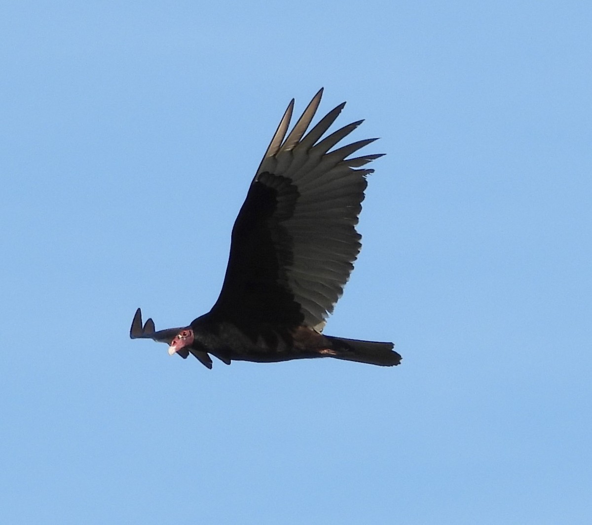 Turkey Vulture - ML646884227