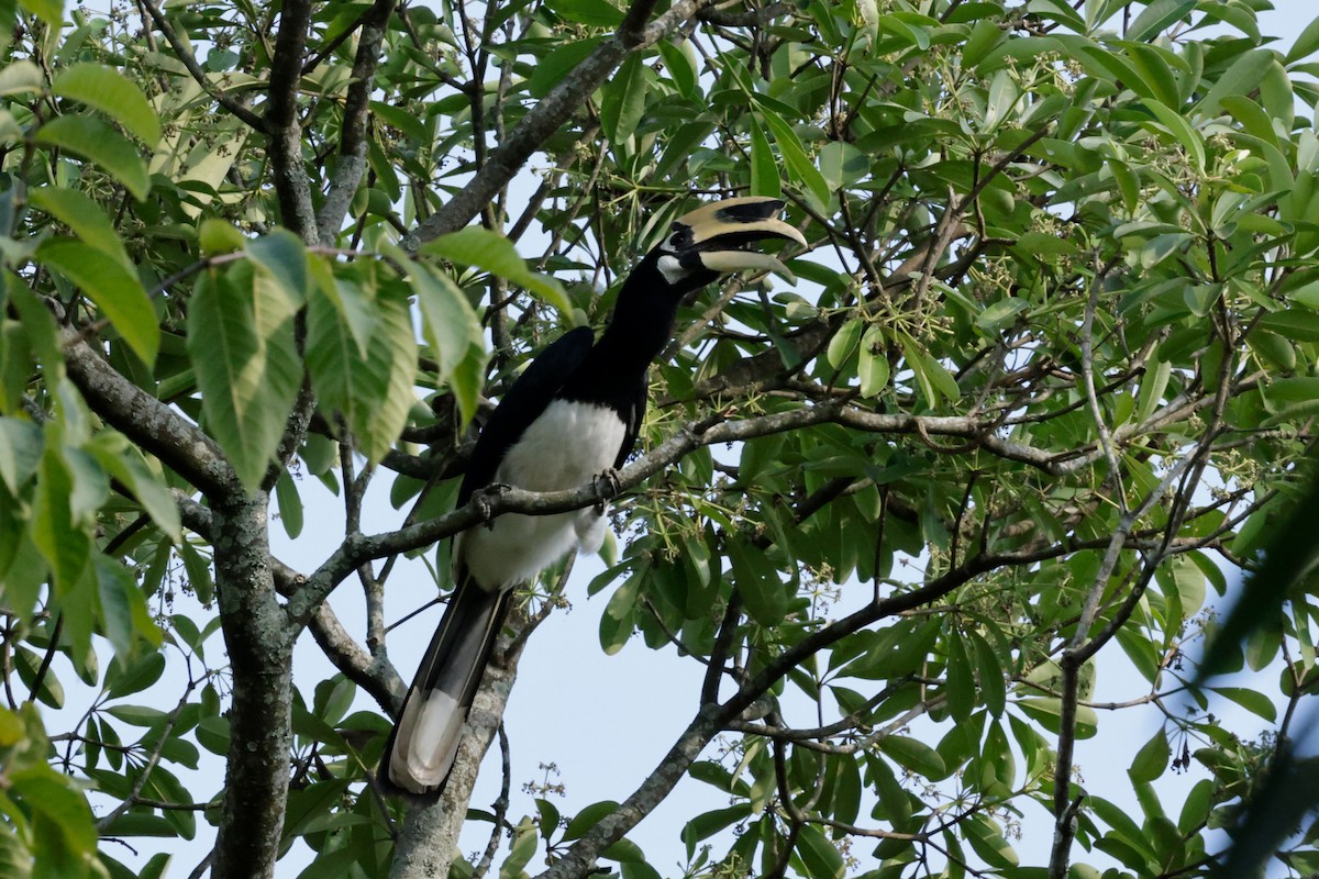 Oriental Pied-Hornbill - ML646884228