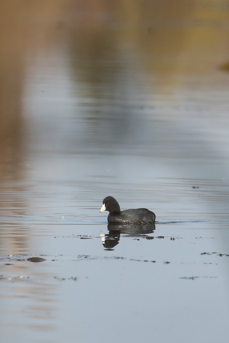 אגמית אמריקנית - ML646884229
