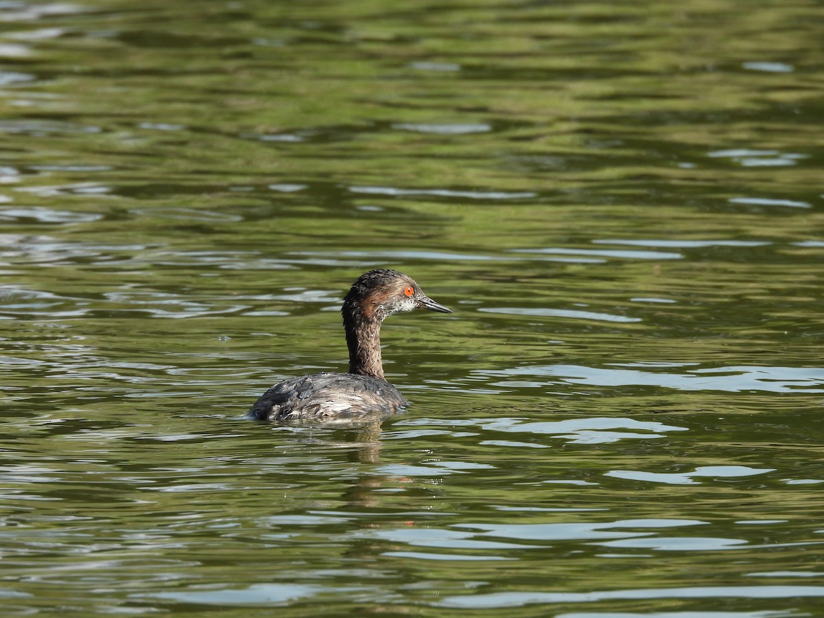 טבלן בינוני - ML646884230