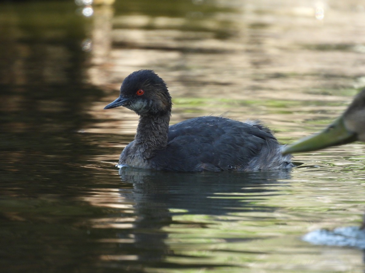 טבלן בינוני - ML646884232