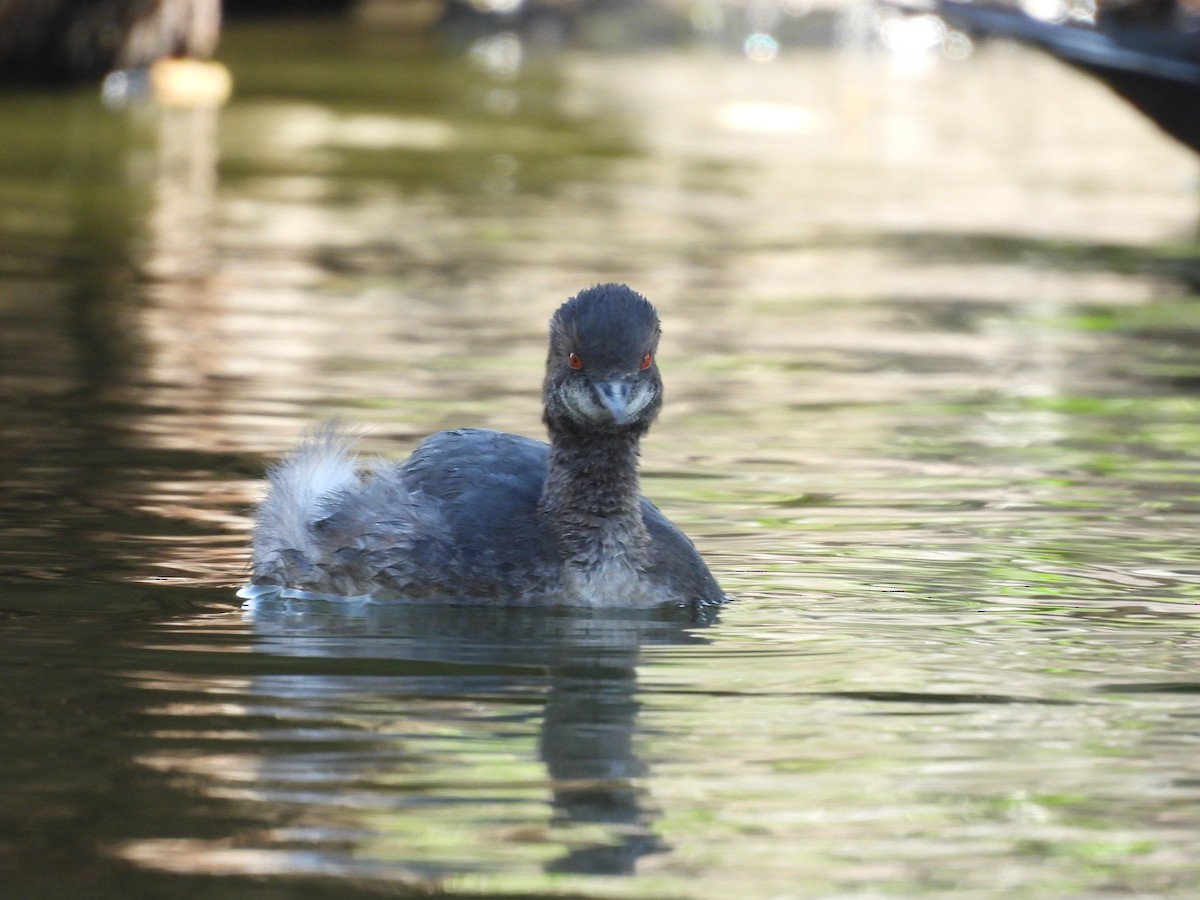 טבלן בינוני - ML646884233