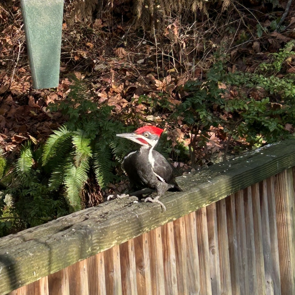 Pileated Woodpecker - ML646884234