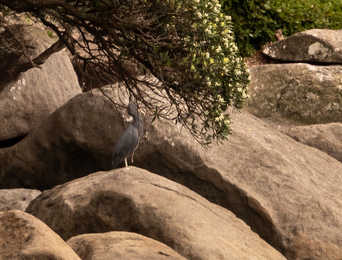 Pacific Reef-Heron - ML646884235