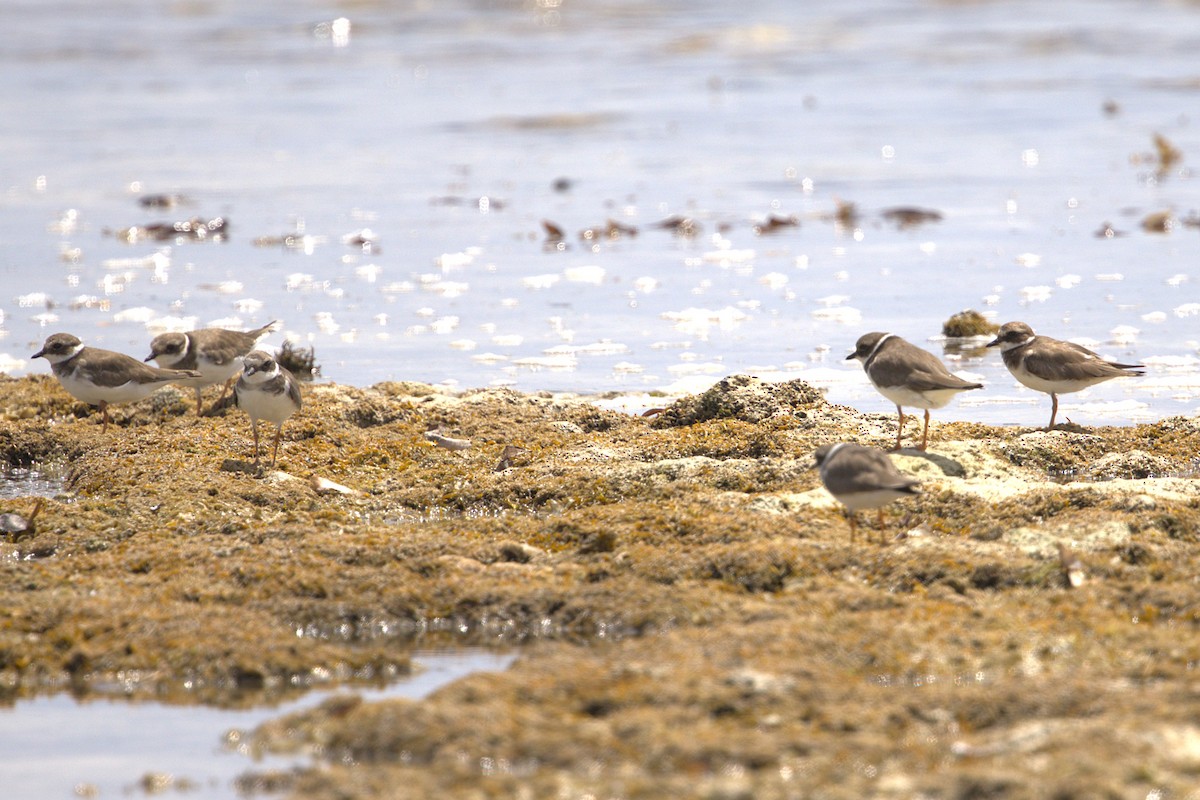 Common Ringed Plover - ML646884237