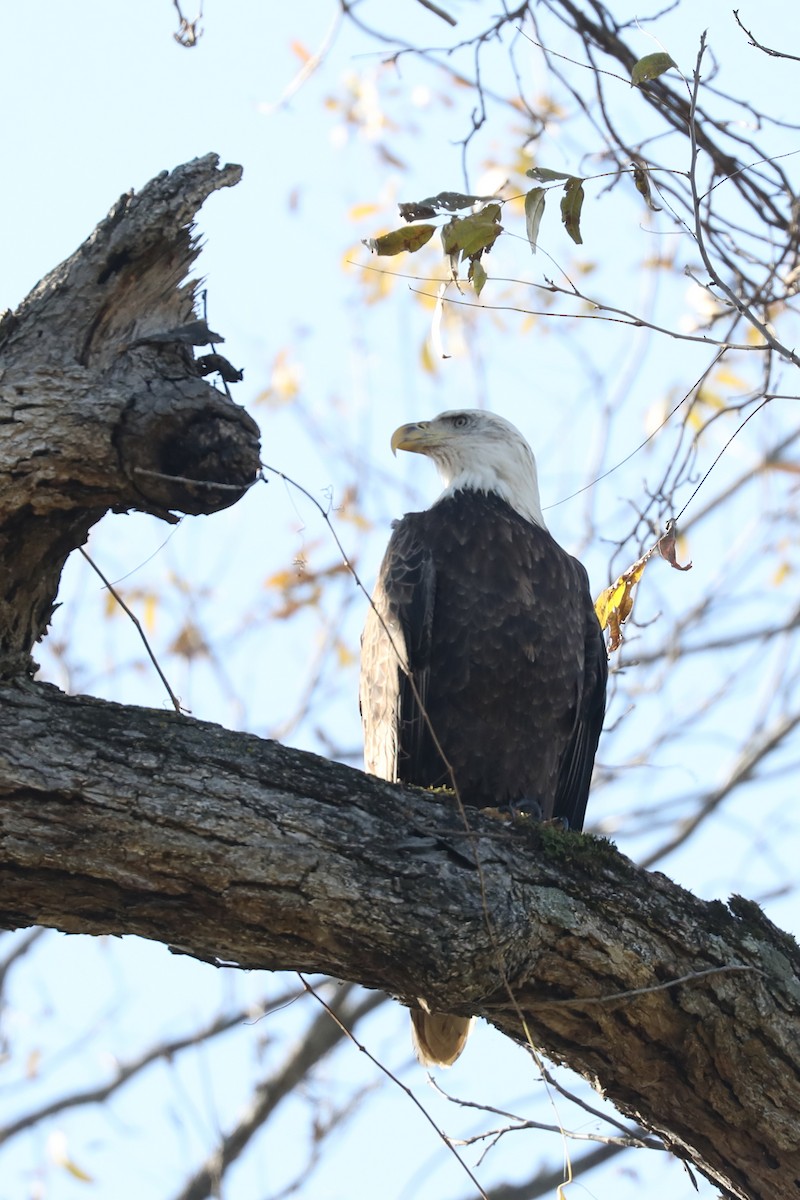 עיטם לבן-ראש - ML646884238