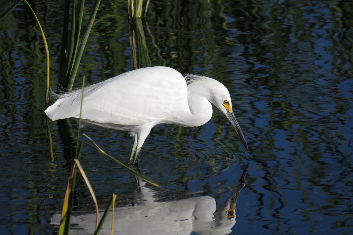 לבנית אמריקנית - ML646884241