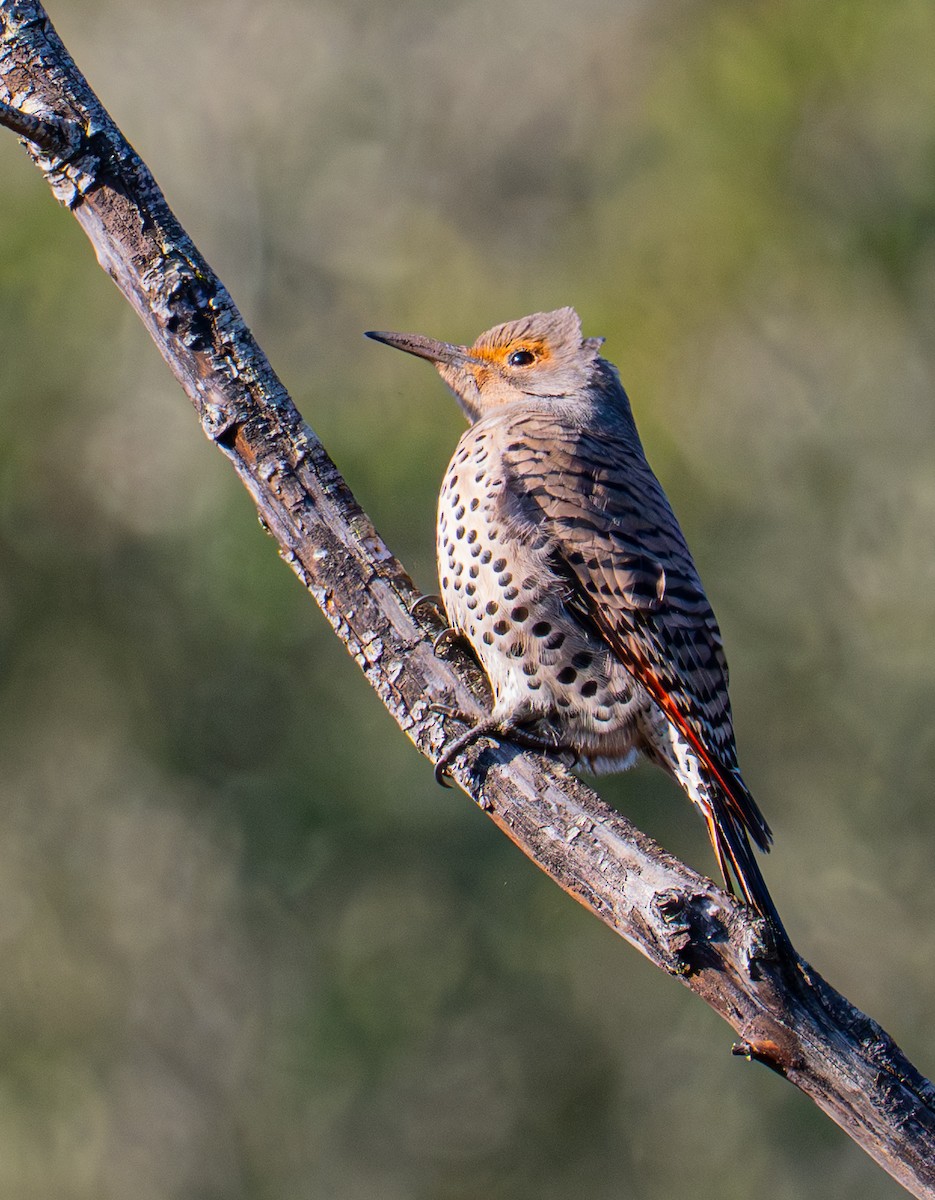 Altın Ağaçkakan [cafer grubu] - ML646884242