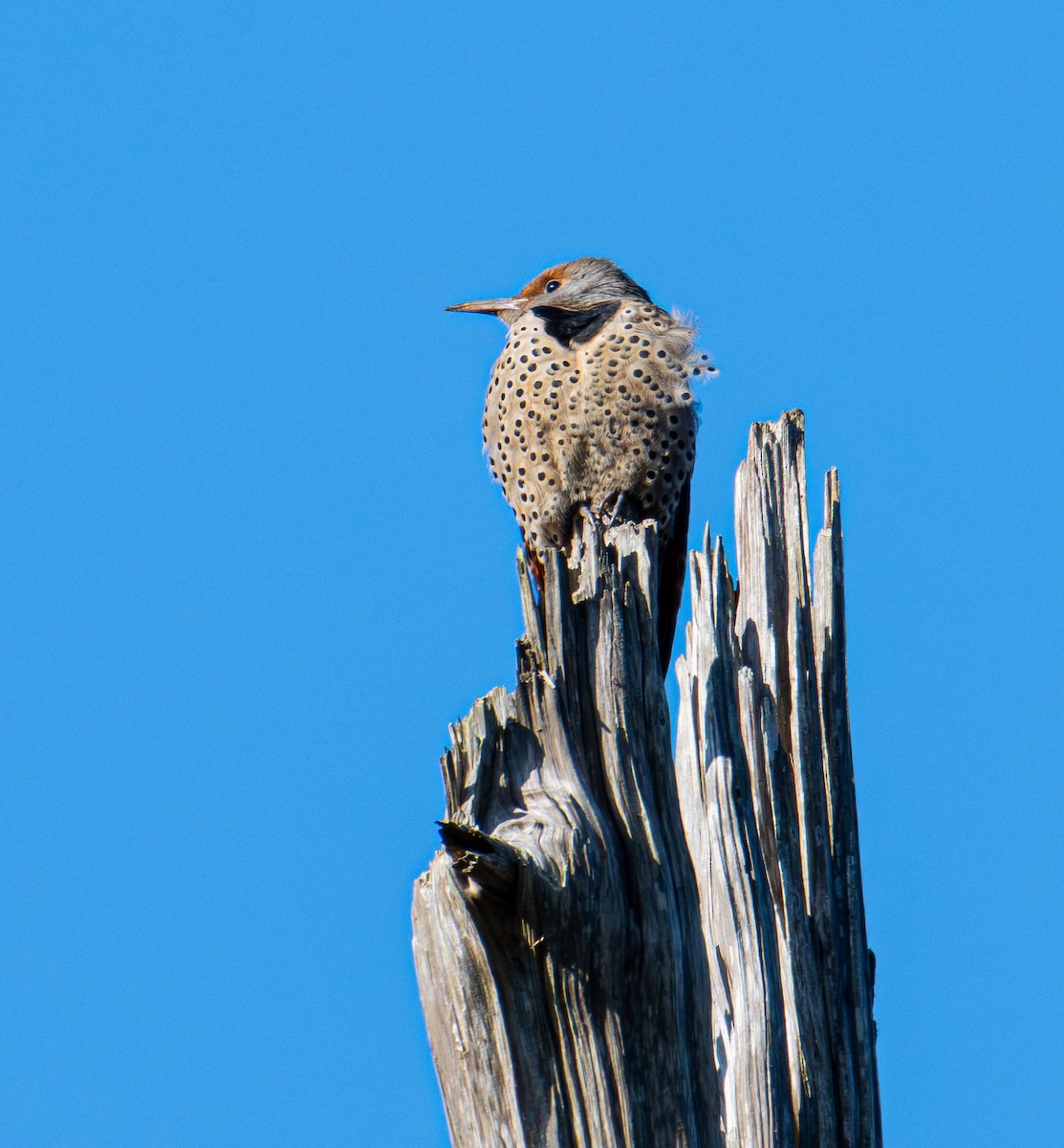 Altın Ağaçkakan [cafer grubu] - ML646884243