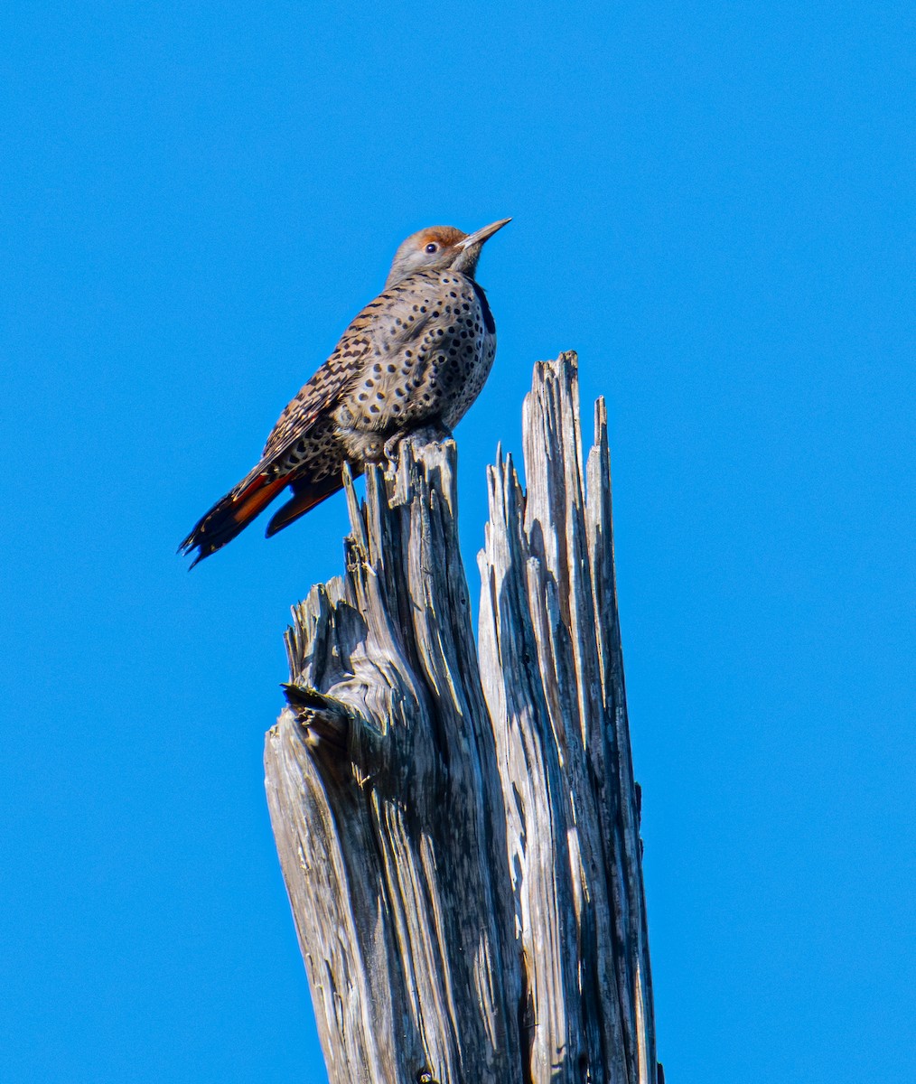 Altın Ağaçkakan [cafer grubu] - ML646884244