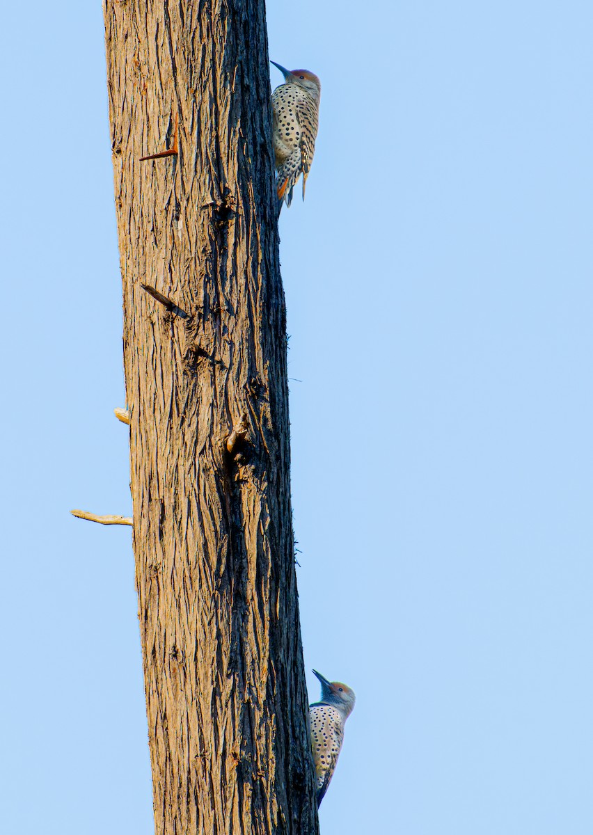 Altın Ağaçkakan [cafer grubu] - ML646884245