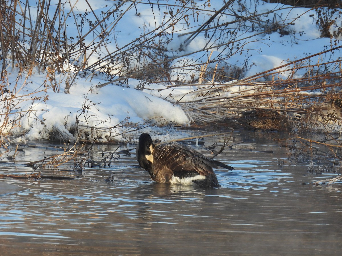 Canada Goose - ML646884246