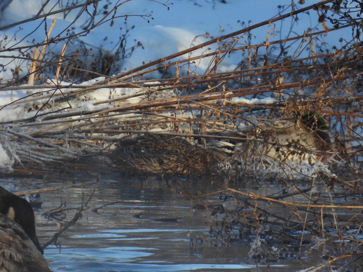 Mallard - ML646884247