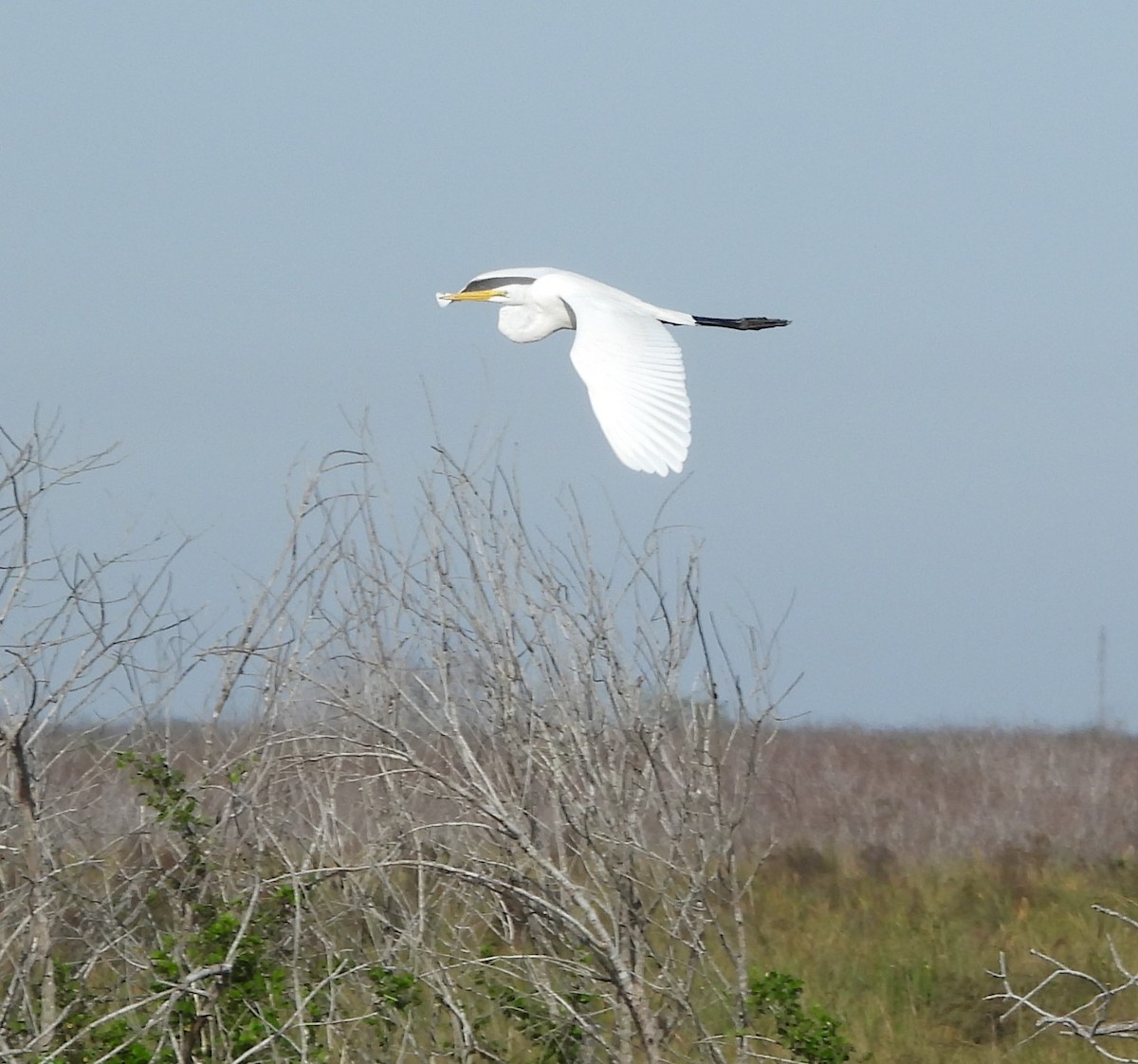 Great Egret - ML646884248