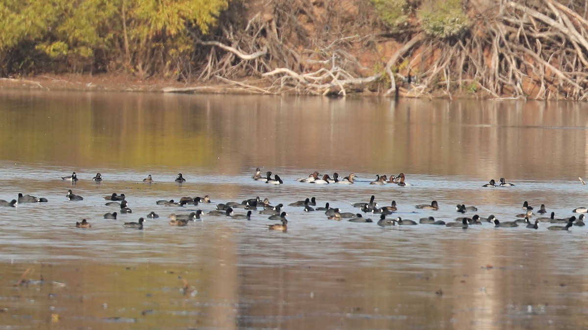 kanvasand - ML646884251