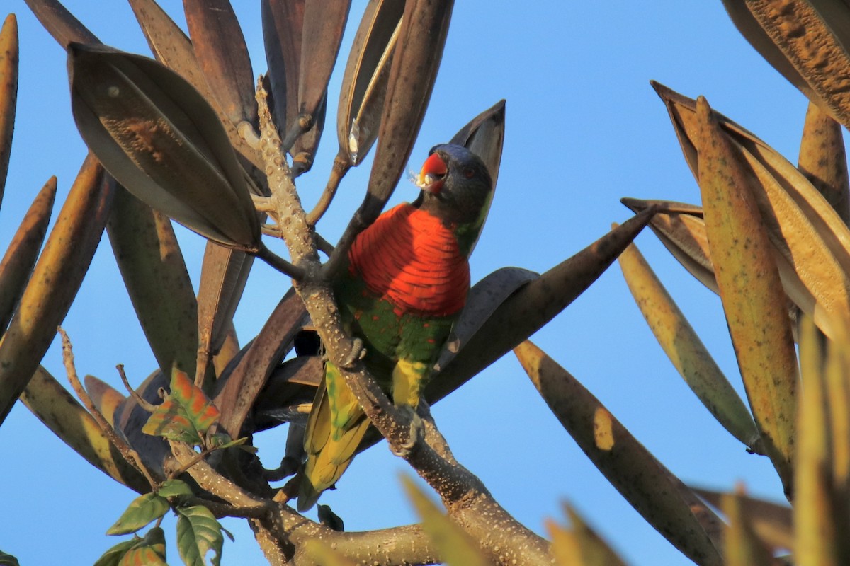 Coconut Lorikeet - ML646884252