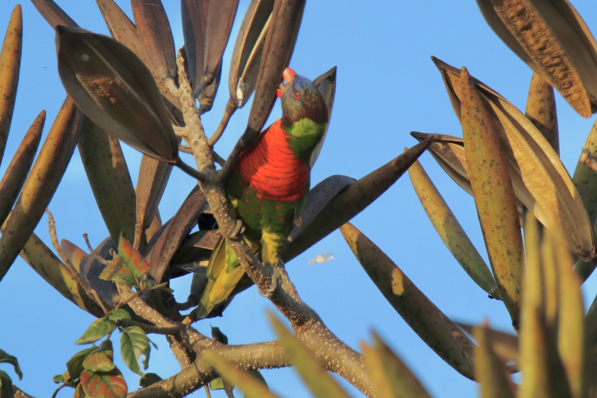Coconut Lorikeet - ML646884253