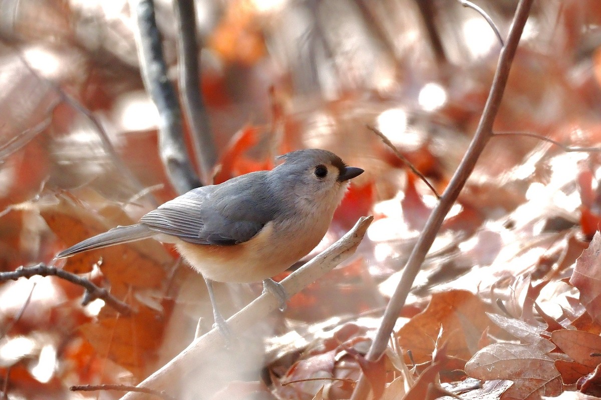 Tufted Titmouse - ML646884254