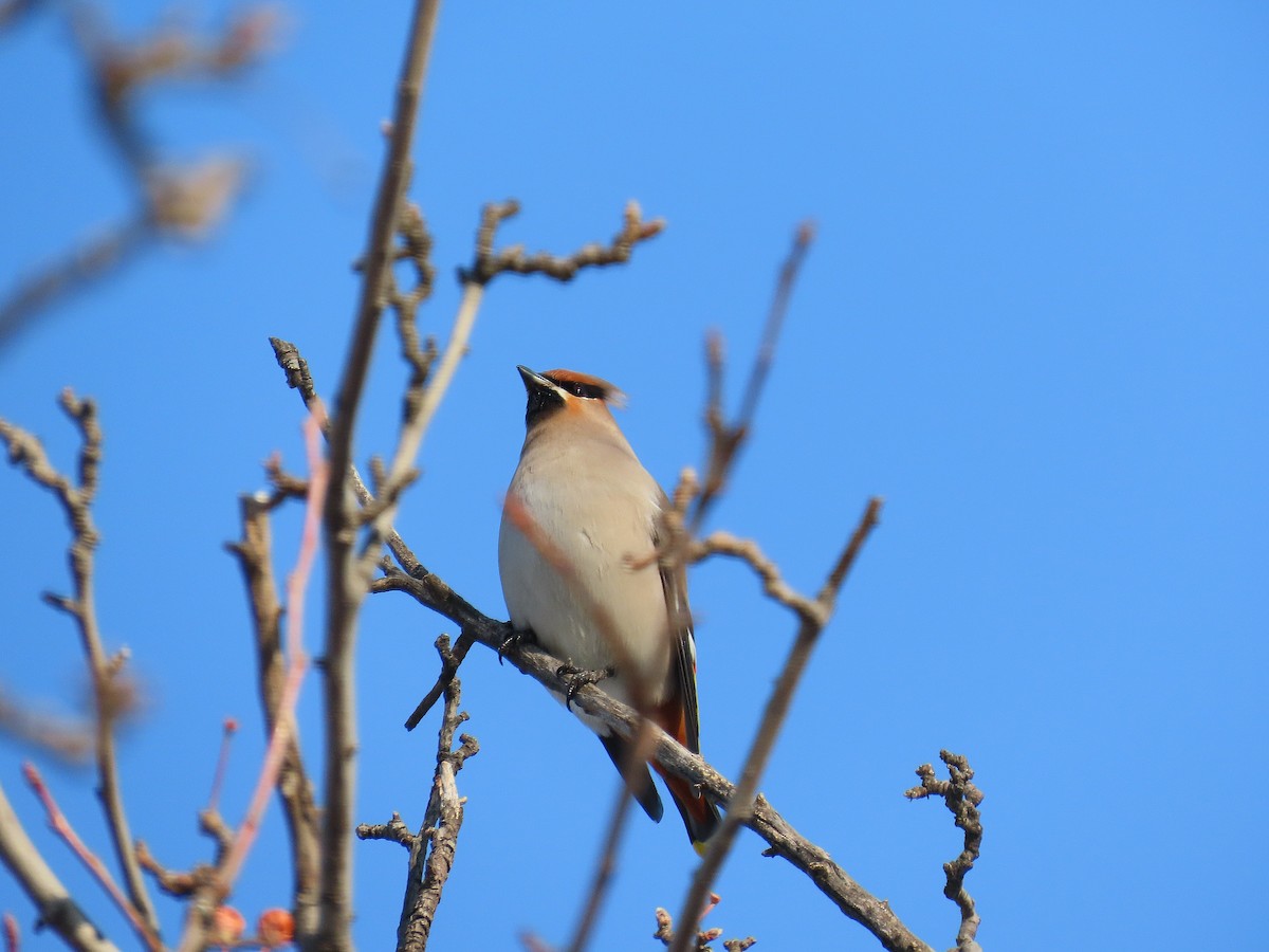 Buztanori boreala - ML646884255