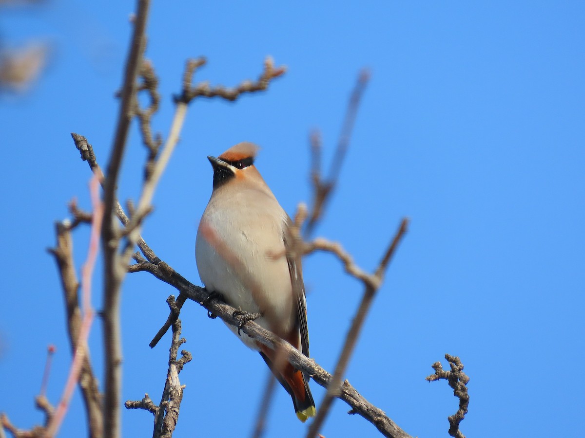 Buztanori boreala - ML646884256