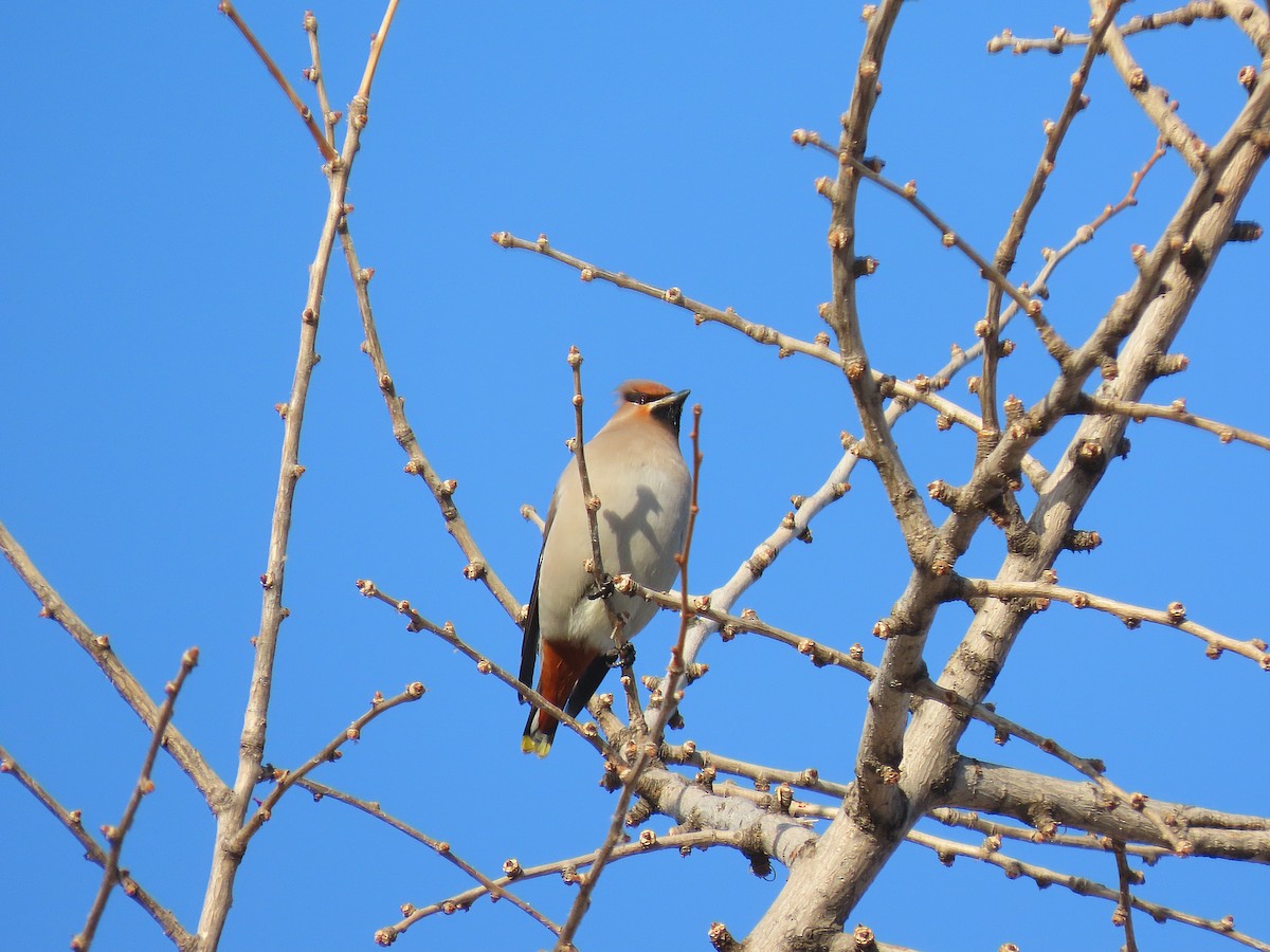 Buztanori boreala - ML646884257