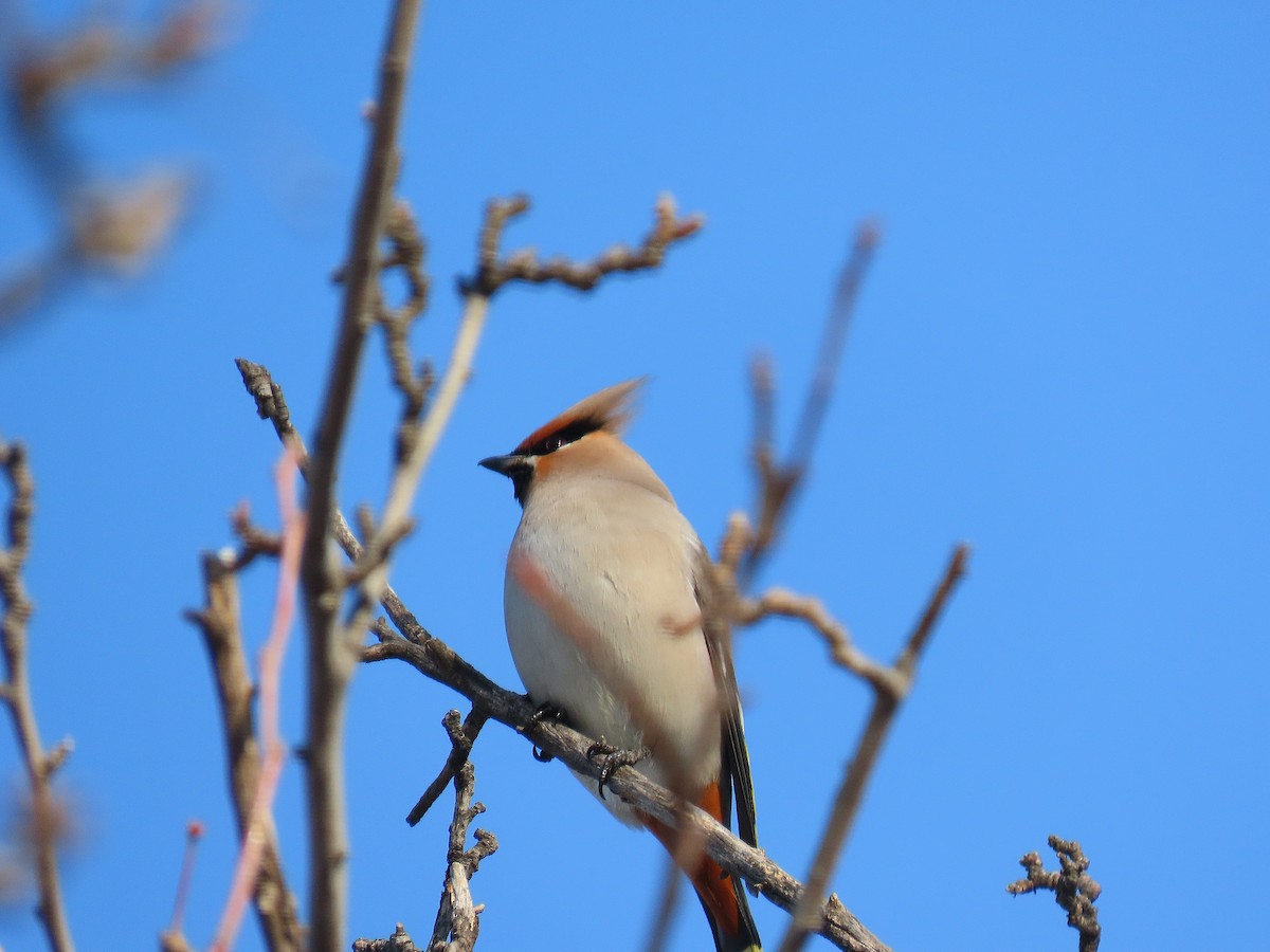 Buztanori boreala - ML646884258